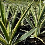 Juka vláknitá (Yucca filamentosa) ´IVORY TOWERS´ - výška 15-30 cm, kont. C1,5L